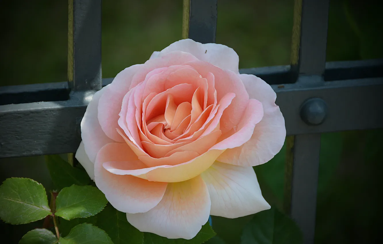 Фото обои Роза, Rose, Bokeh, Розовая роза, Pink rose