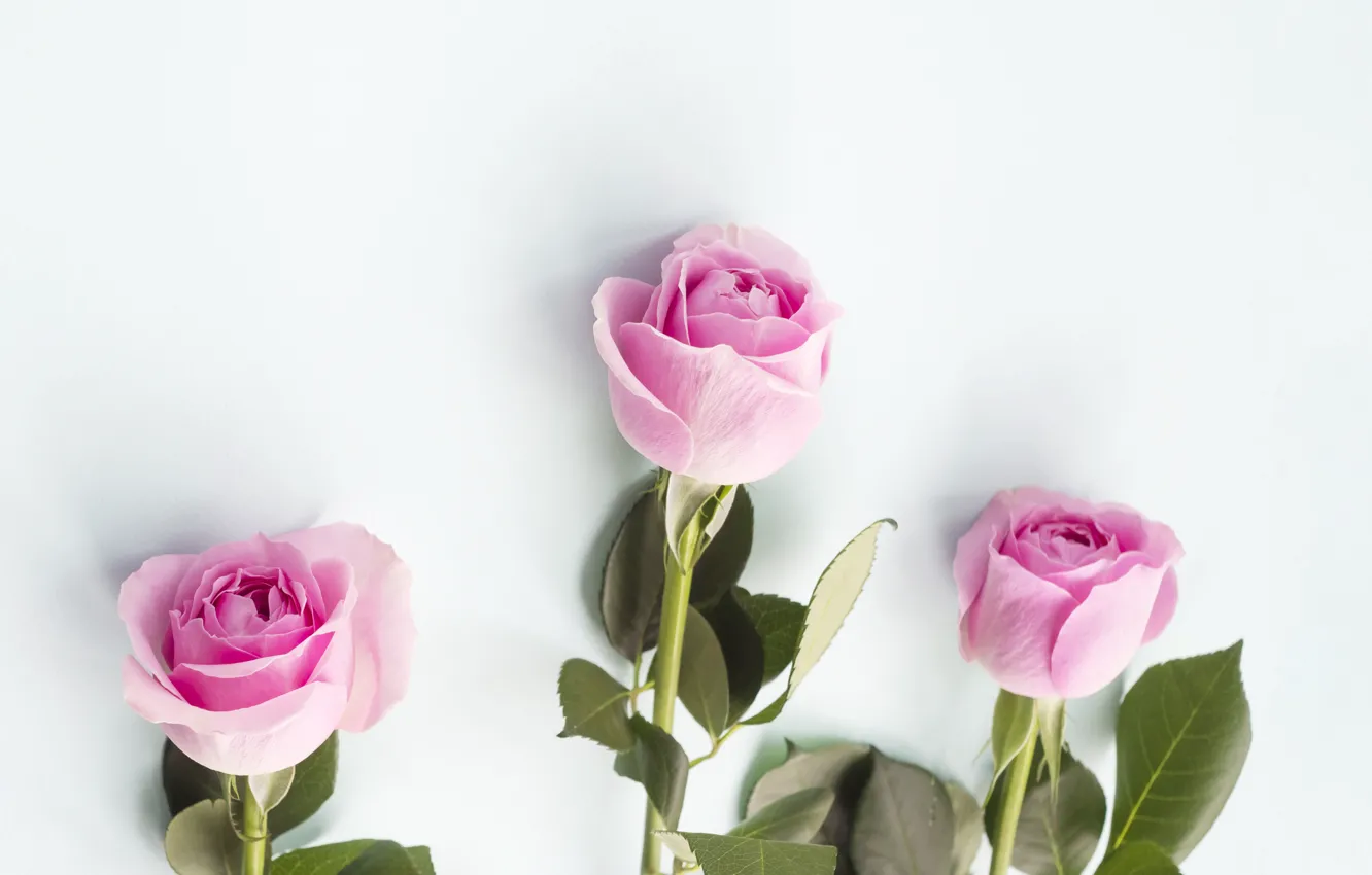 Фото обои розы, розовые, бутоны, pink, flowers, roses