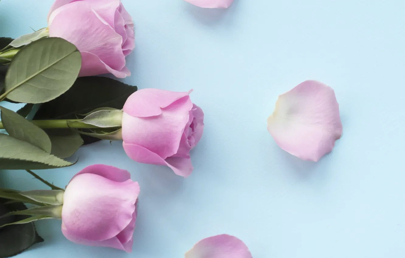 Фото обои розы, лепестки, розовые, бутоны, pink, flowers, petals, roses