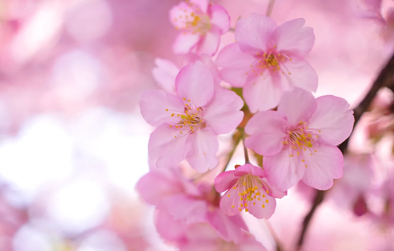 Фото обои цветы, ветки, дерево, лепестки, Сакура, размытость, розовые
