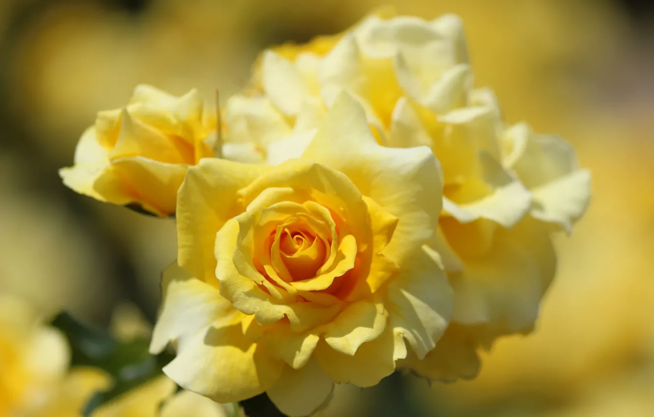 Фото обои макро, розы, лепестки, жёлтые розы