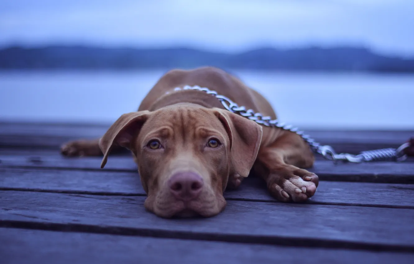 Фото обои close-up, animals, wood, brown, dog, macro, sadness, blur