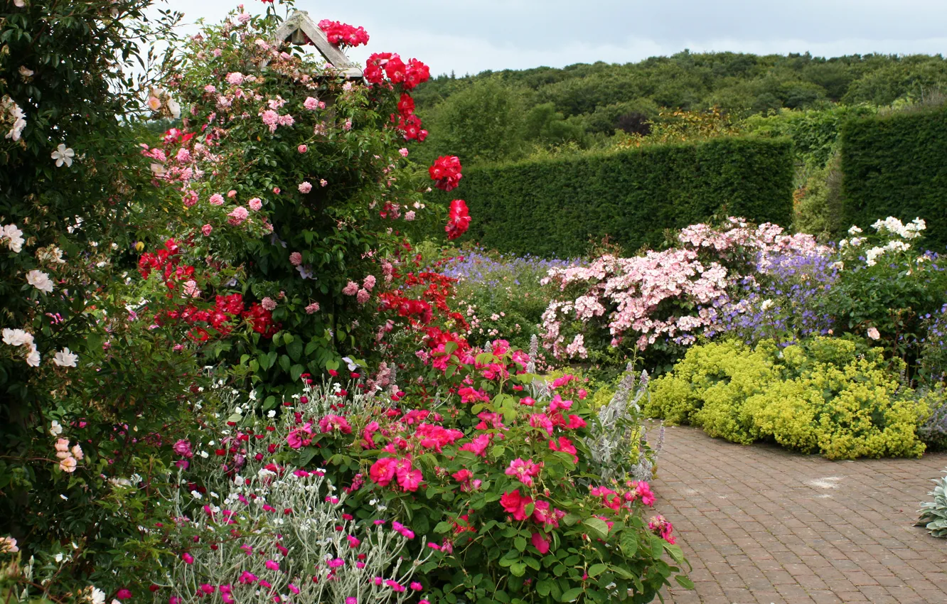 Фото обои цветы, Англия, сад, дорожка, кусты, Rosemoor Rose Garden