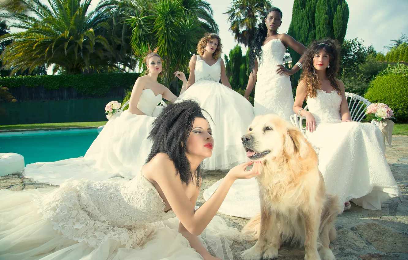 Фото обои собака, пять, невест