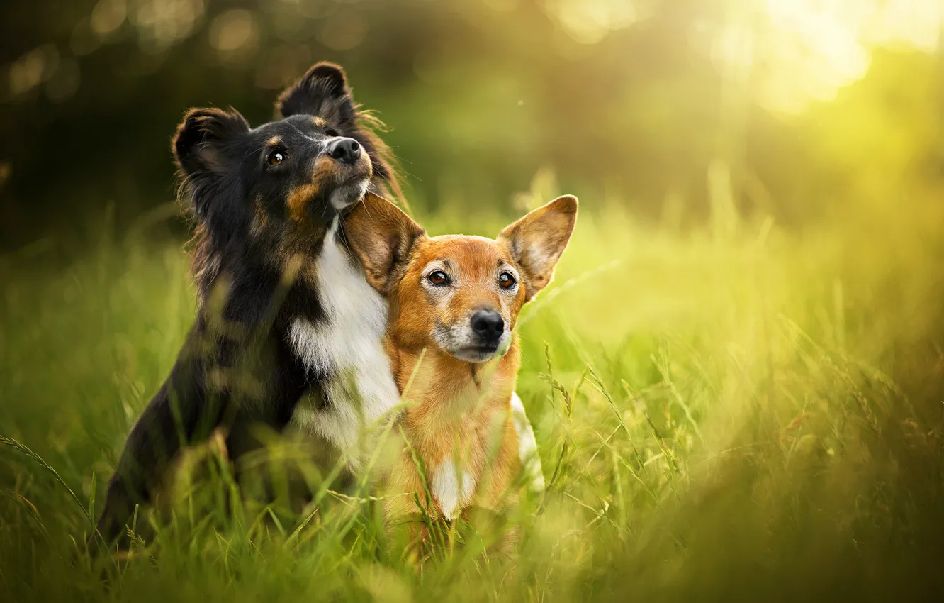 Фото обои лето, трава, боке, две собаки