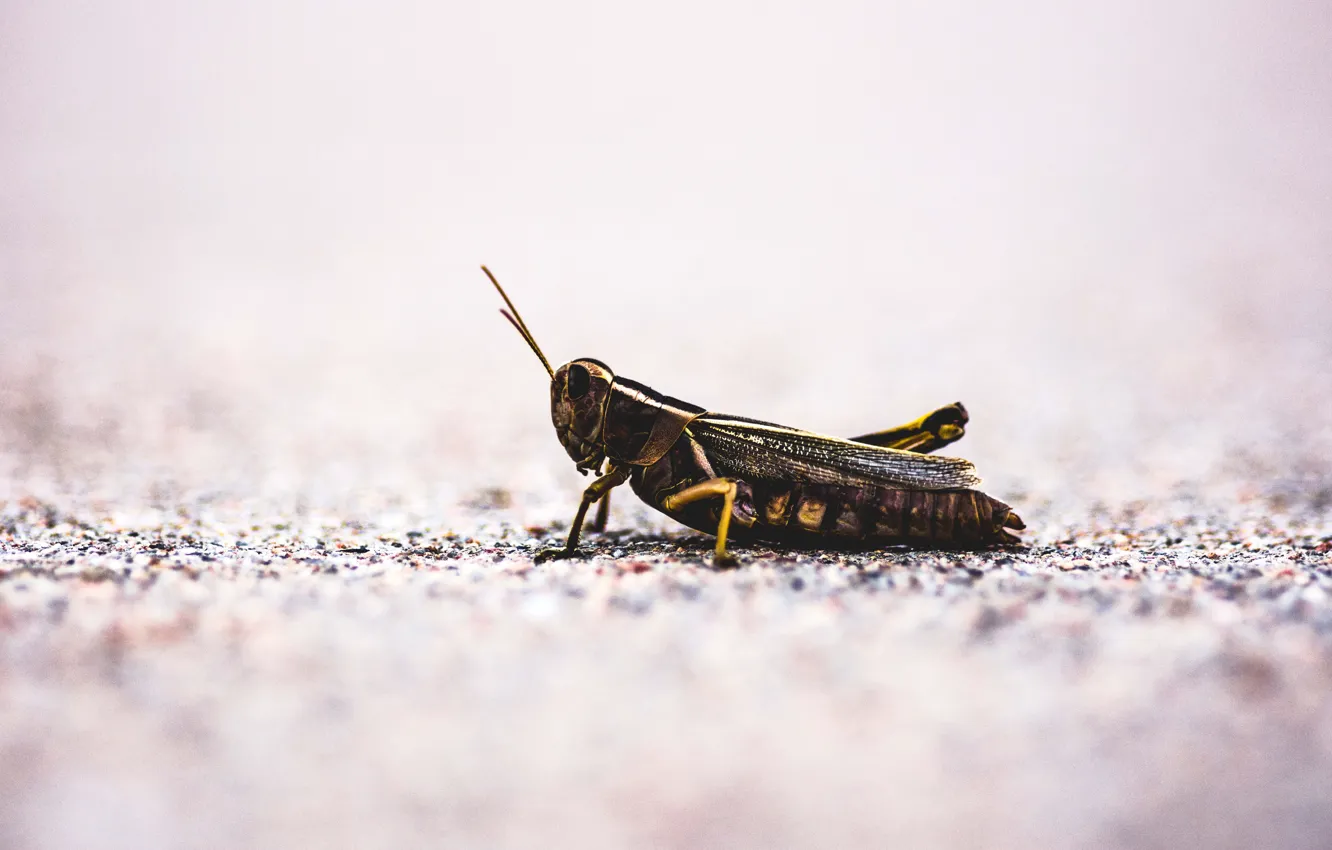 Фото обои insect, ground, grasshopper