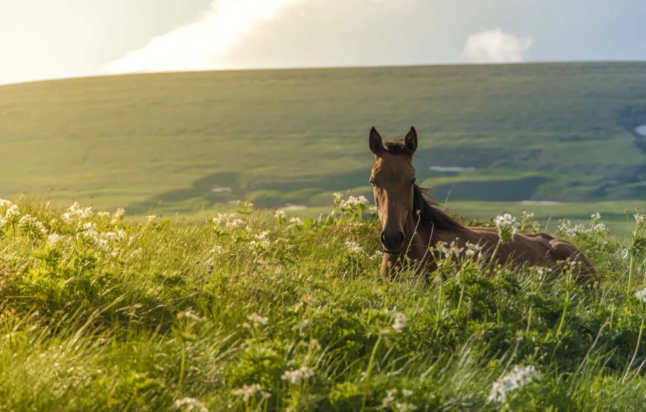 Фото обои трава, конь, луг, жеребенок