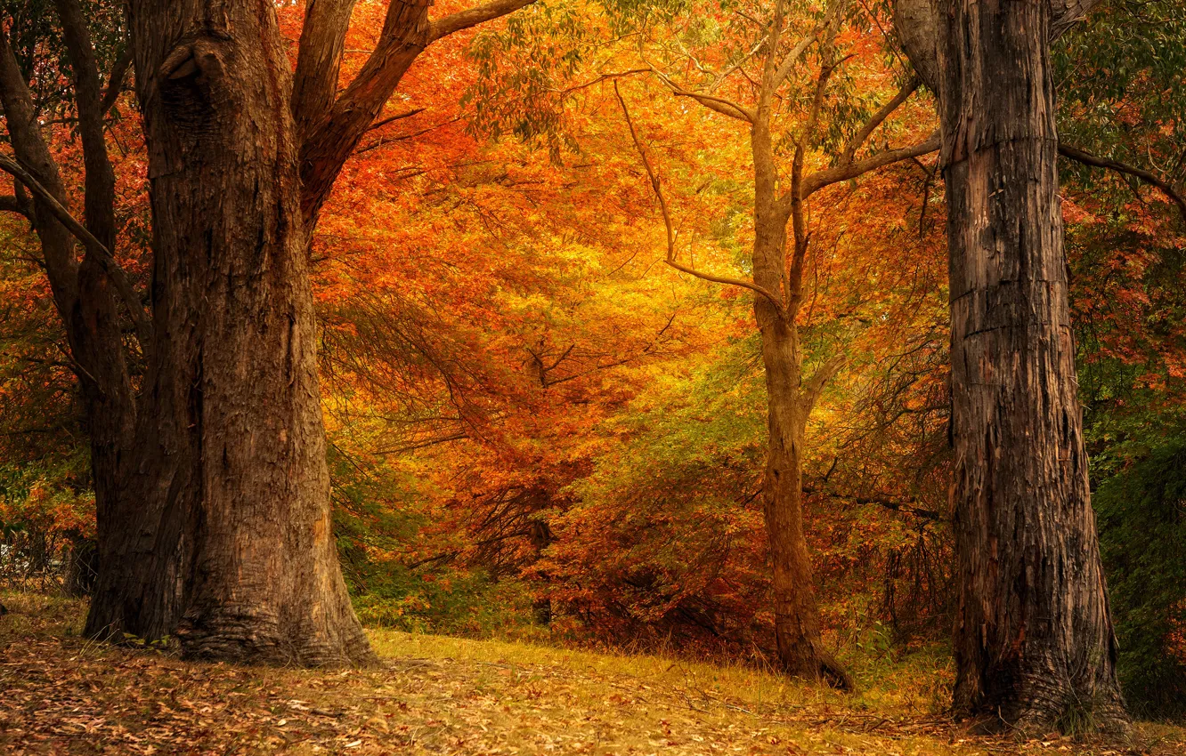 Фото обои осень, лес, деревья, ветки, парк, стволы, листва, краски осени