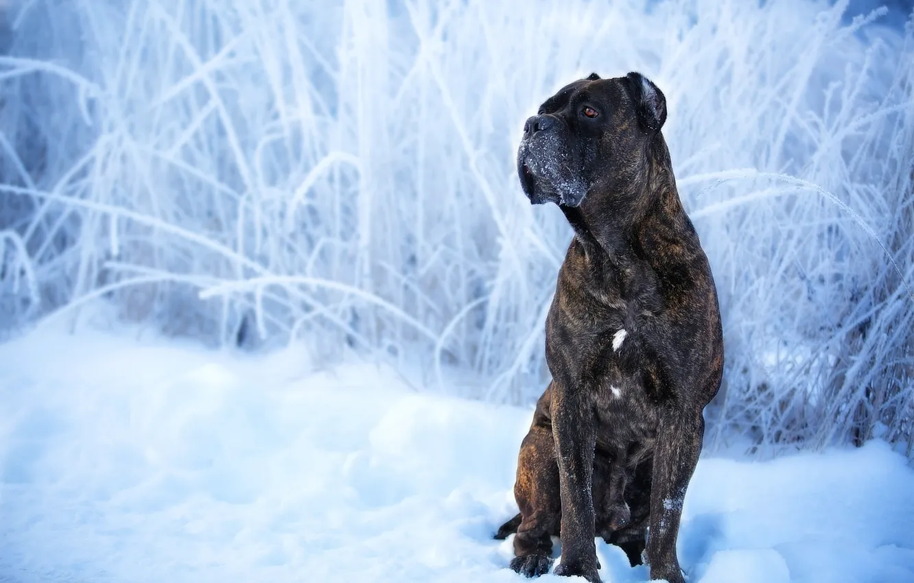 Фото обои зима, снег, собака, Кане-корсо, Оксана Сироштан