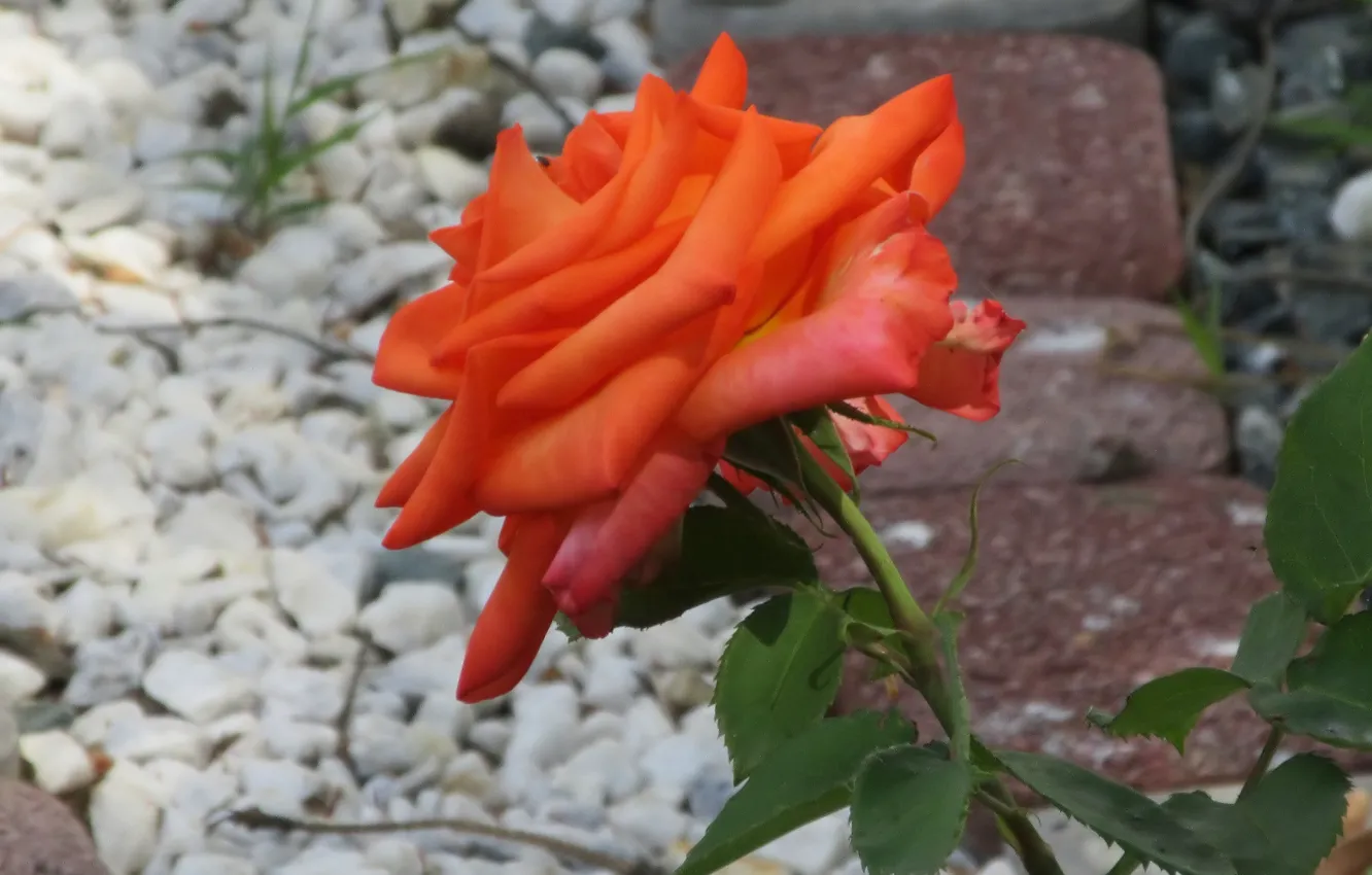 Фото обои Роза, Цветок, Оранжевая, Meduzanol ©, Лето 2018