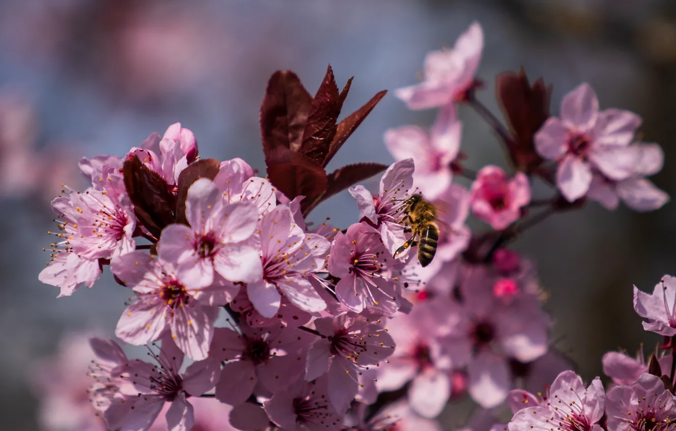 Фото обои природа, вишня, пчела, лепестки, цветение