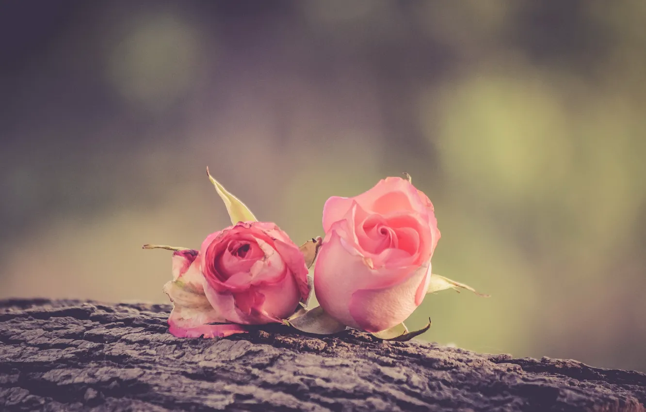 Фото обои цветы, фон, розы