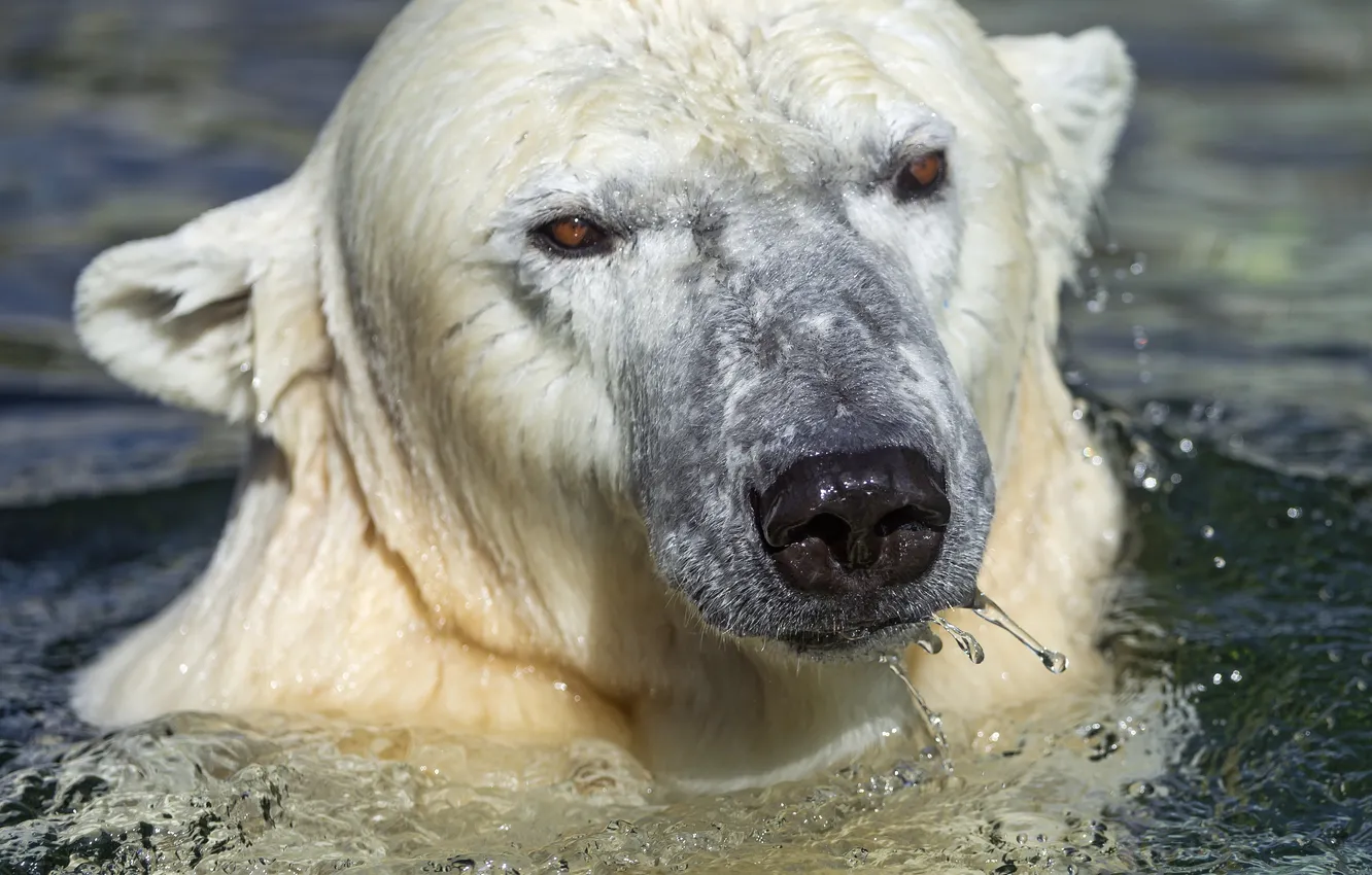 Фото обои морда, вода, купание, белый медведь, полярный, ©Tambako The Jaguar