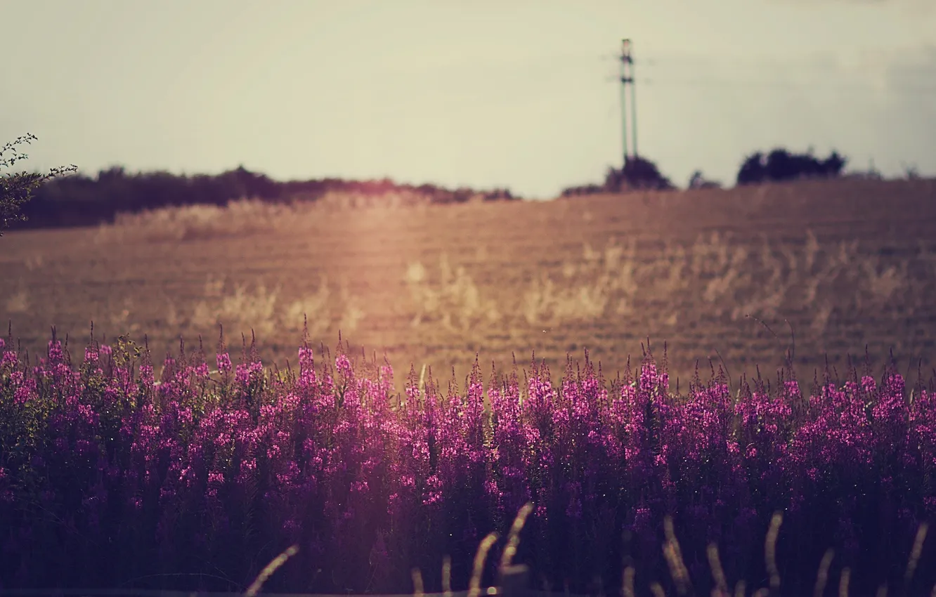 Фото обои поле, небо, цветы