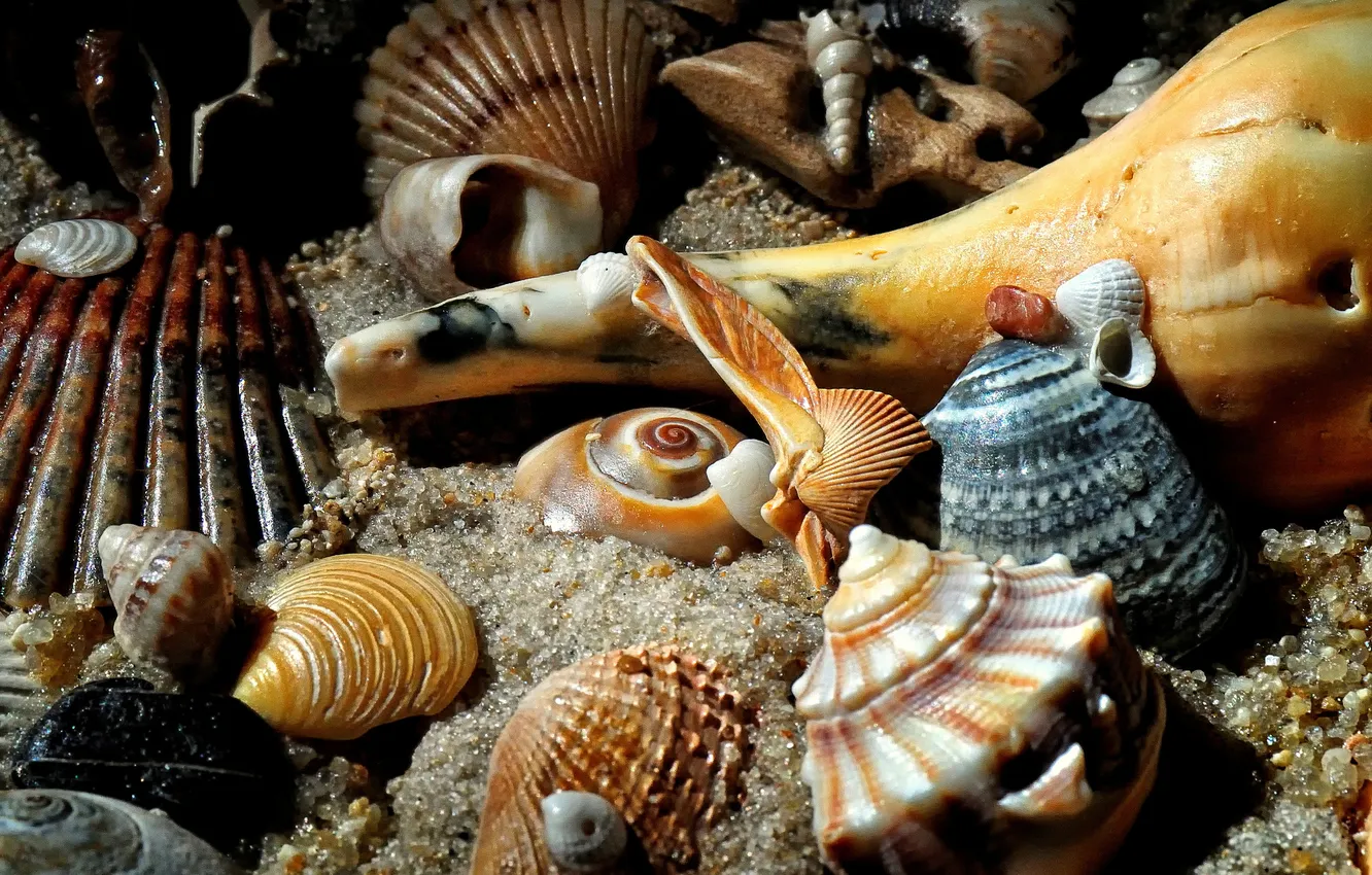 Фото обои песок, море, аквариум, дно, раковина, ракушки