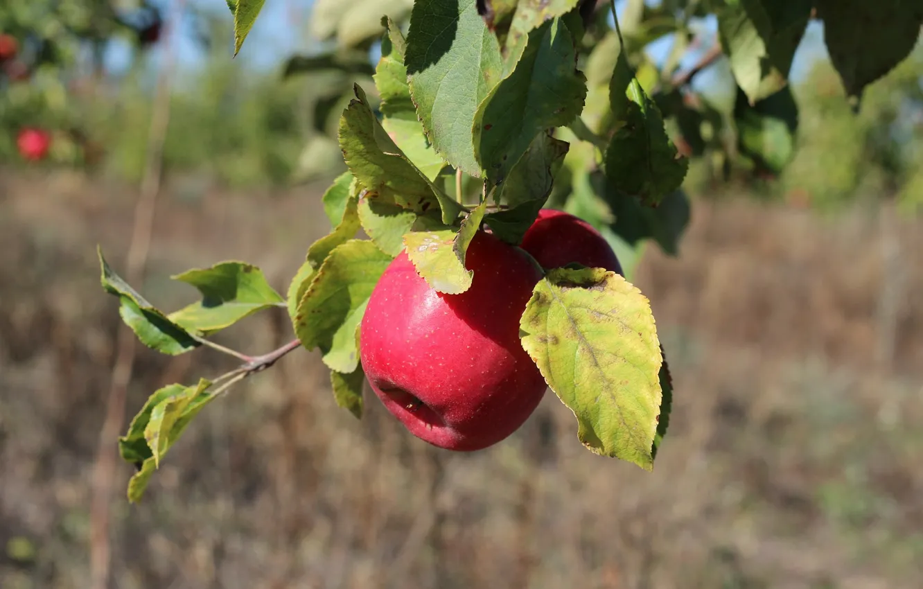 Фото обои листья, яблоко, плод