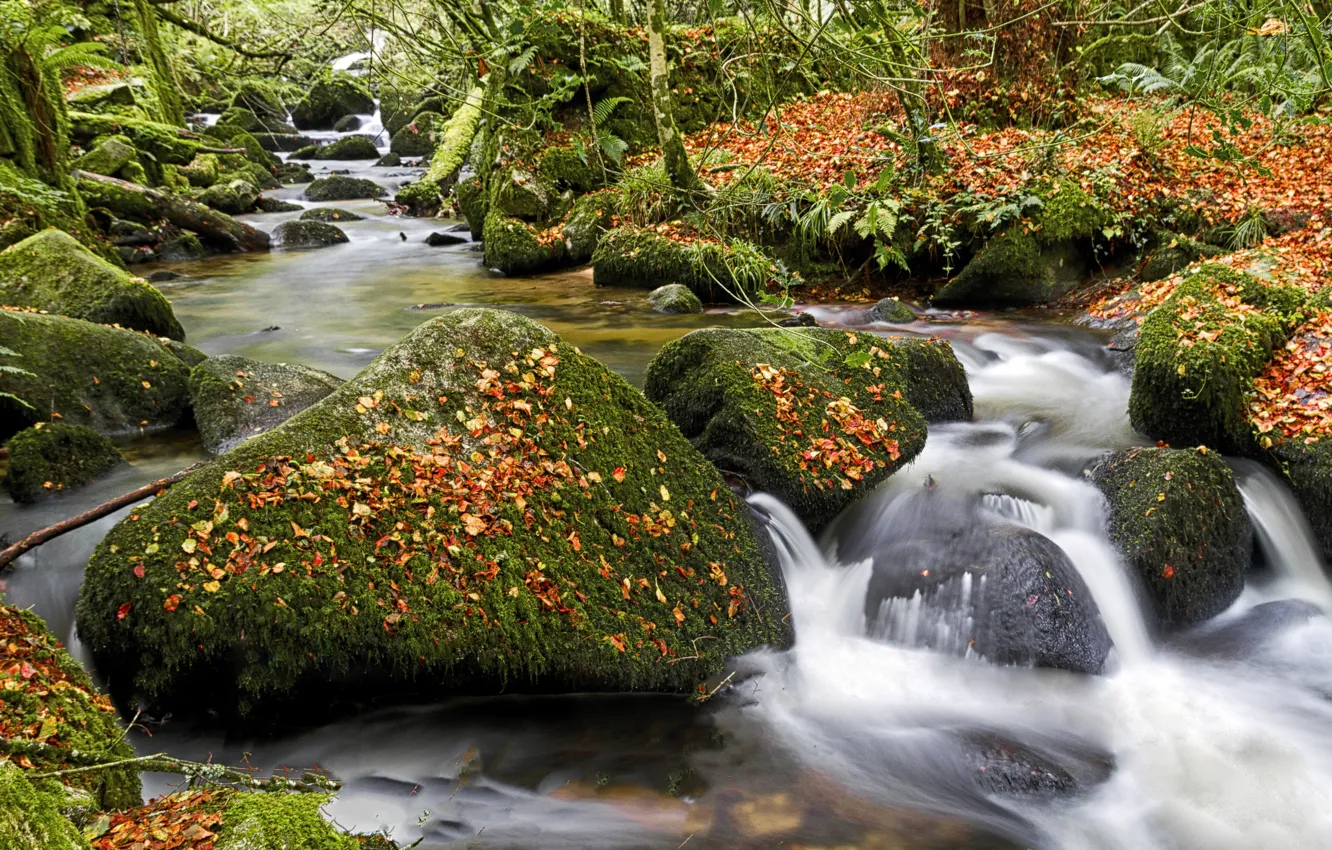 Фото обои осень, лес, листья, река, камни, Англия, мох, England