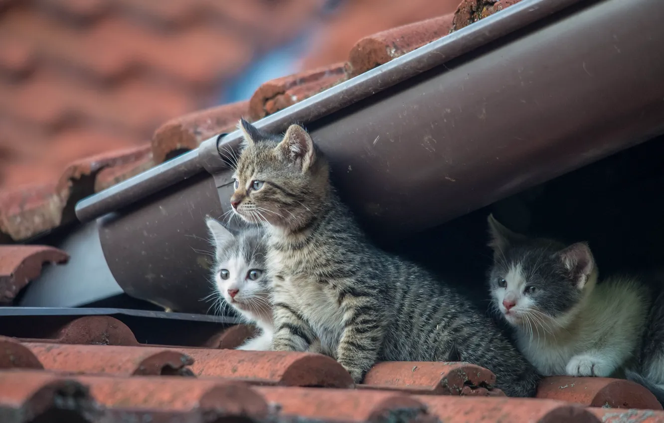 Фото обои котята, малыши, трио, на крыше, троица