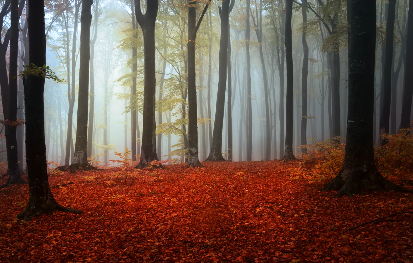 Фото обои осень, лес, деревья, туман, листва