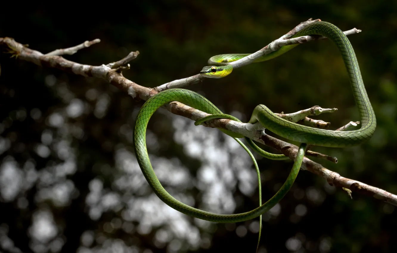 Фото обои природа, Parrot snake, Leptophis ahaetulla