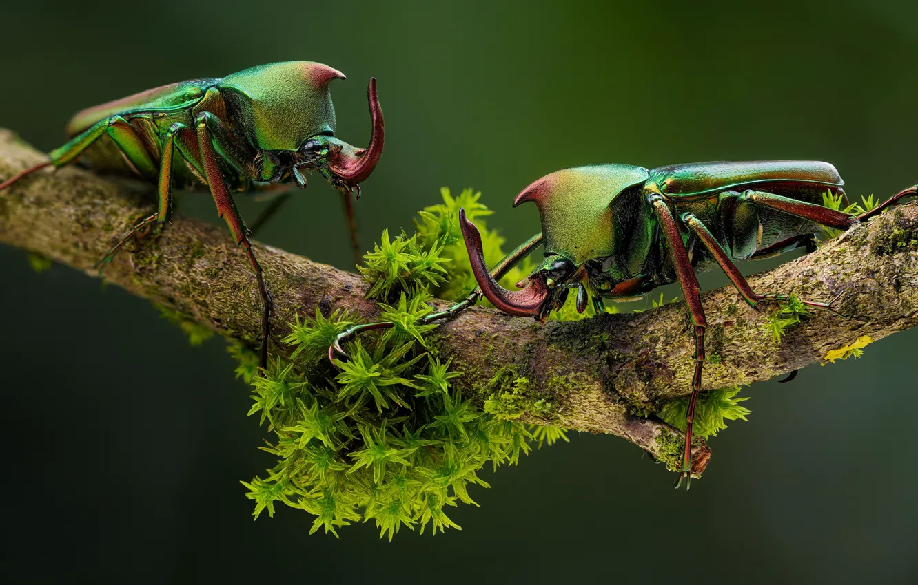 Фото обои зелень, макро, насекомые, природа, ветка, жуки, рогатые, носороги