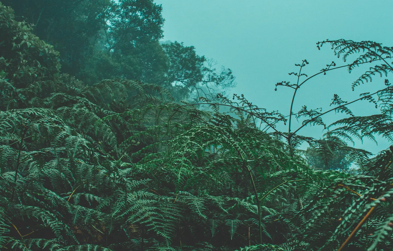 Фото обои деревья, природа, туман, папоротник