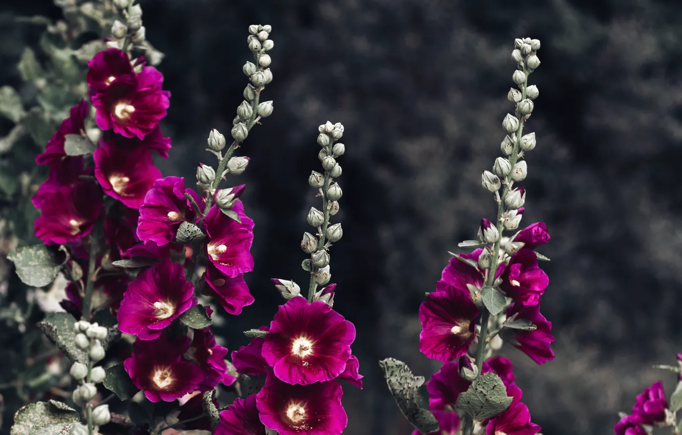 Фото обои цветы, природа, фон, Purrfect_photo