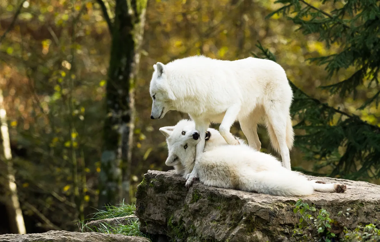 Фото обои белый, природа, камень, лапа, волк, укус, волки, белые