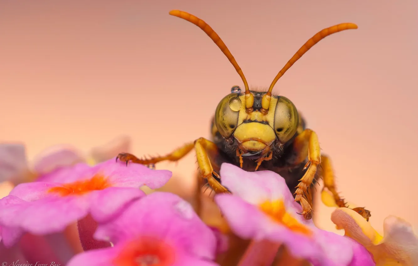 Фото обои макро, цветы, оса, насекомое, розовые