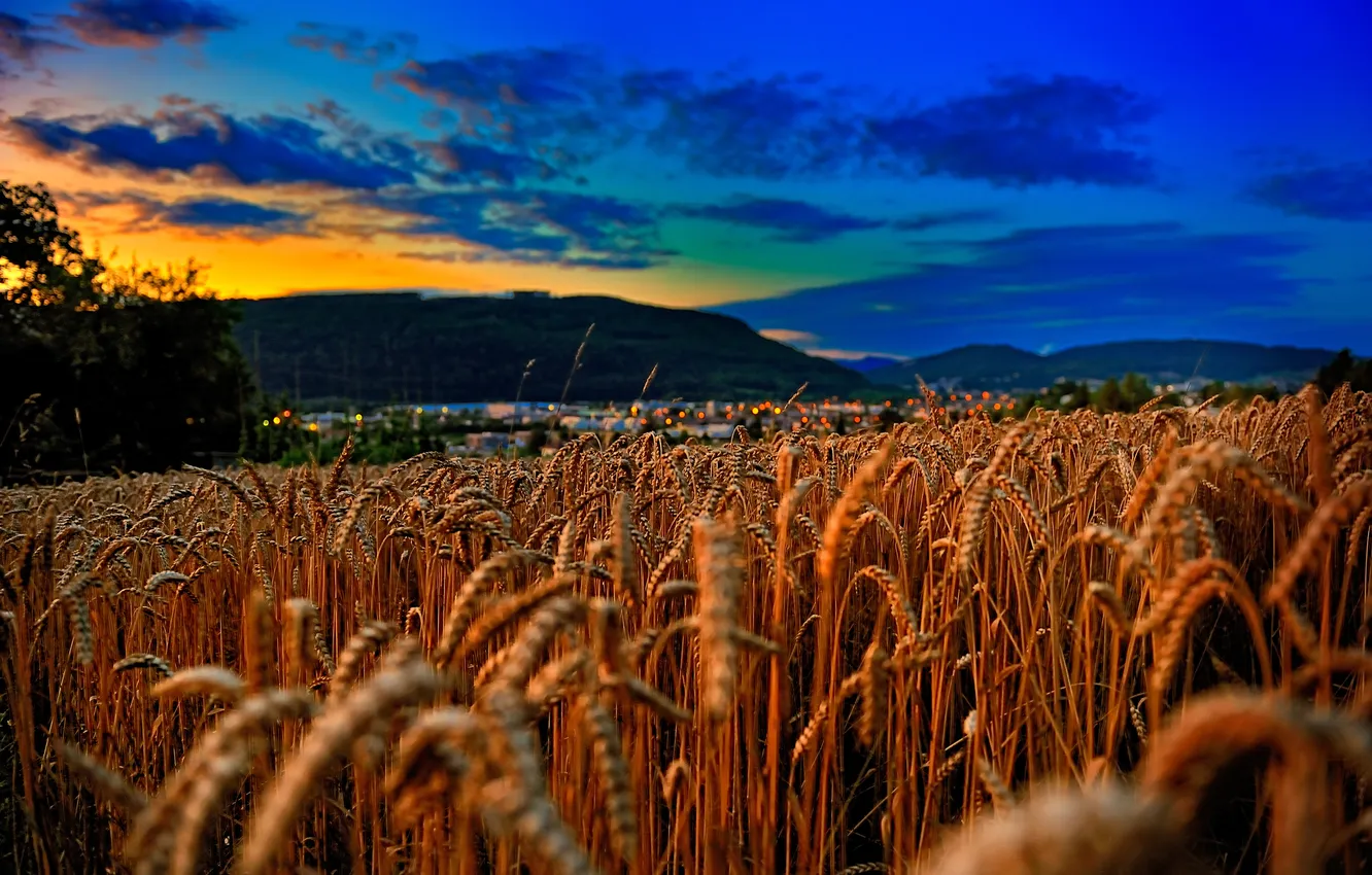 Фото обои пшеница, поле, небо, закат