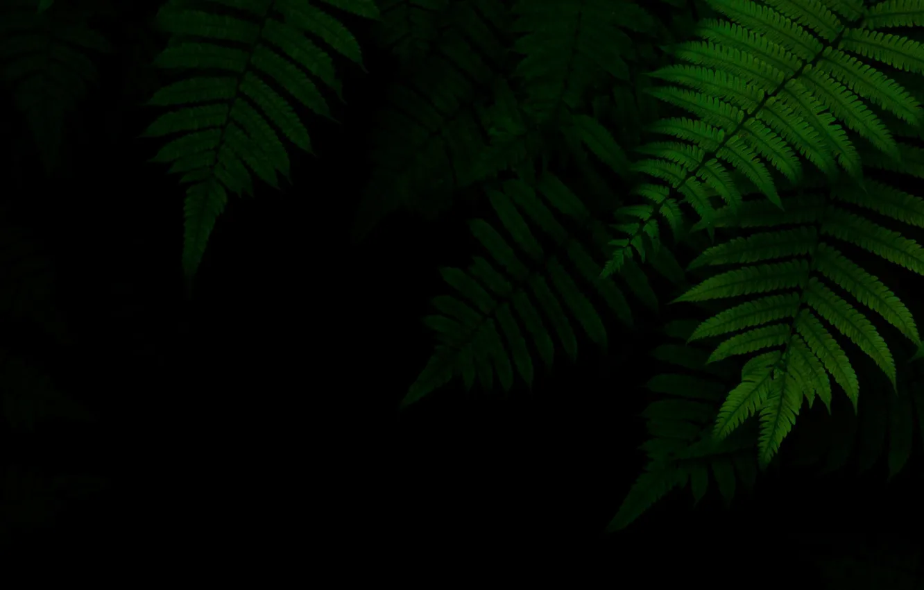 Фото обои листва, зеленая, чёрный фон, тёмный фон