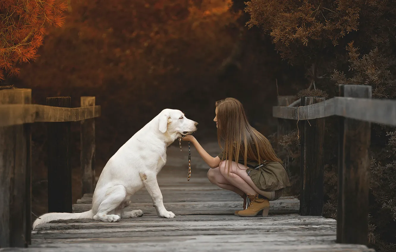Фото обои девушка, мост, собака
