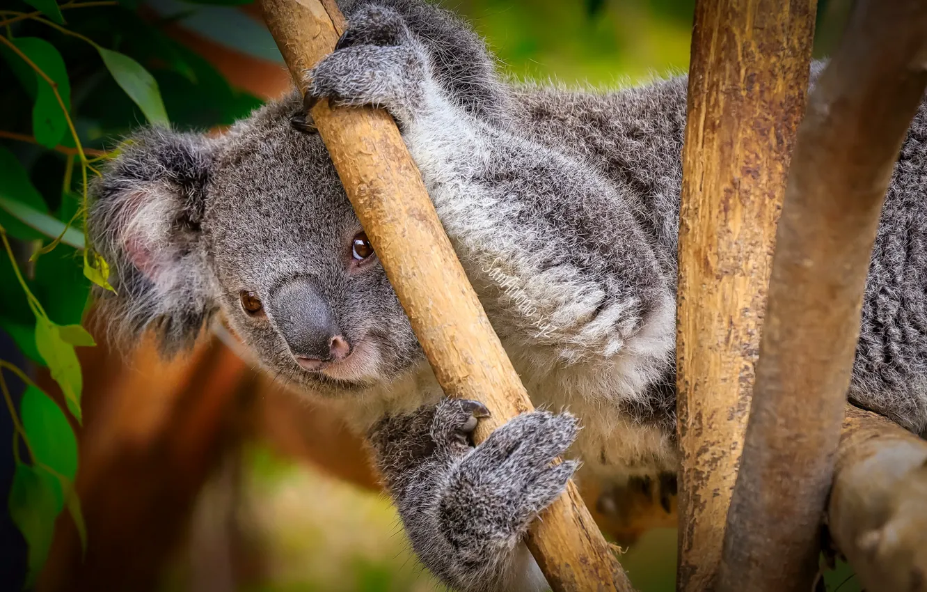 Фото обои природа, фон, коала