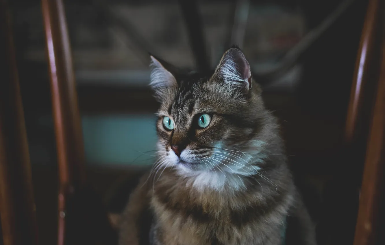 Фото обои кошка, кот, взгляд, поза, мордашка
