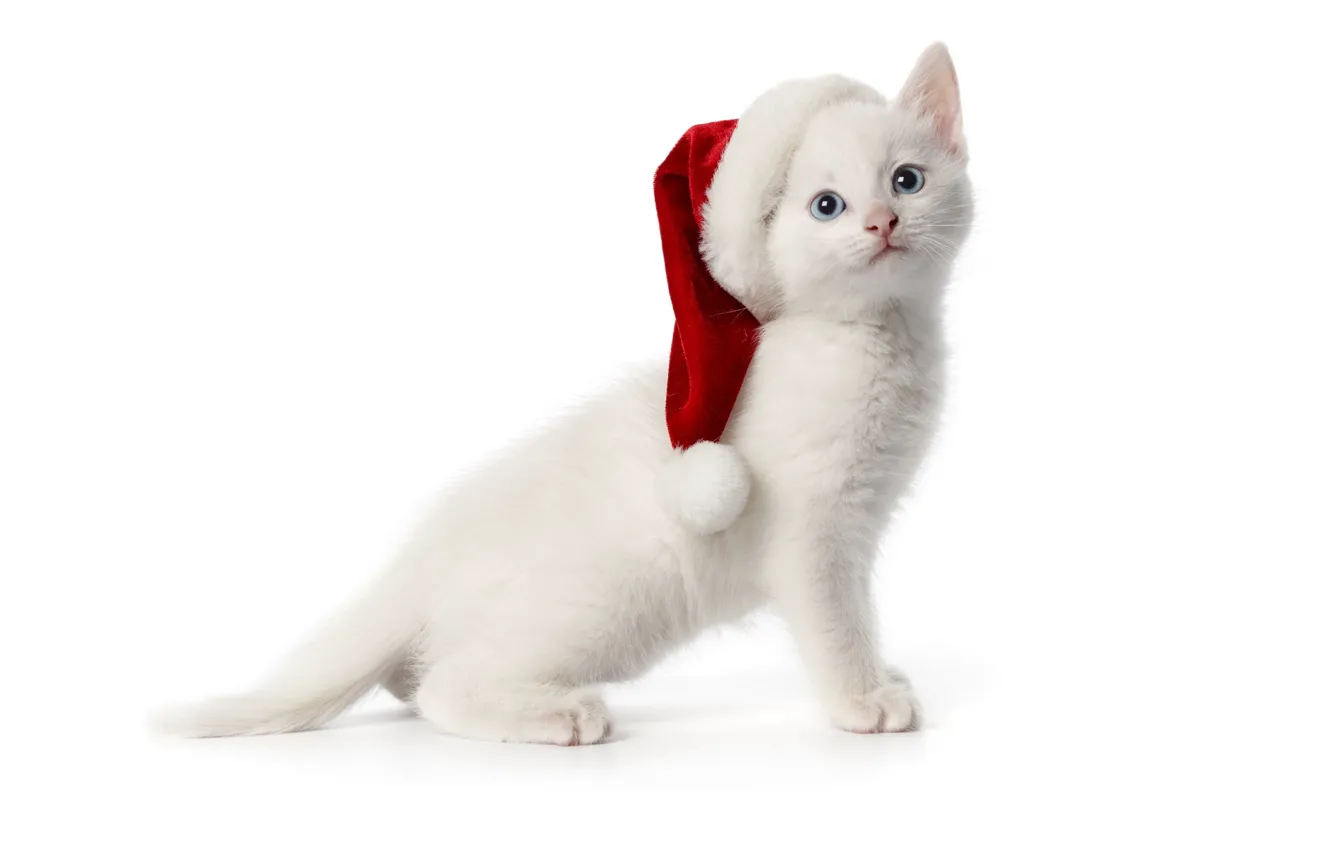 Фото обои белый, котенок, шапочка