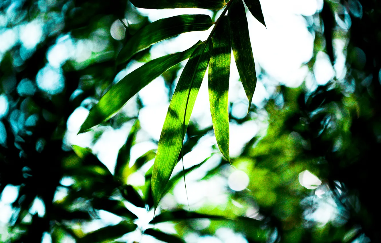 Фото обои Green, Leaves, Tropical