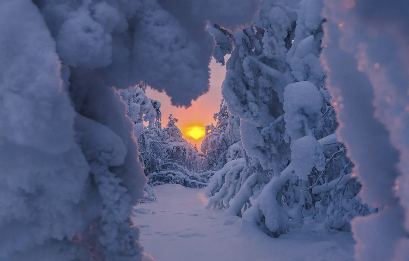 Фото обои зима, солнце, снег, деревья, природа