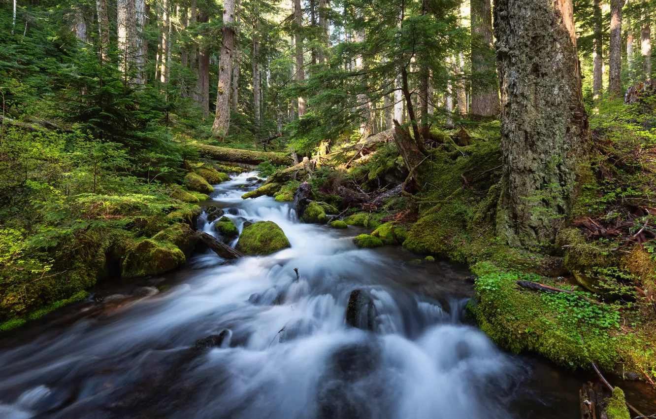 Фото обои лес, лето, речка