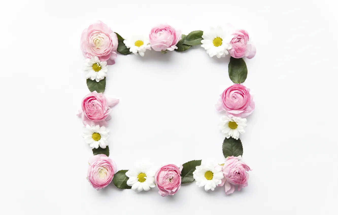 Фото обои цветы, ромашки, розовые, pink, flowers, пионы, peonies, camomile