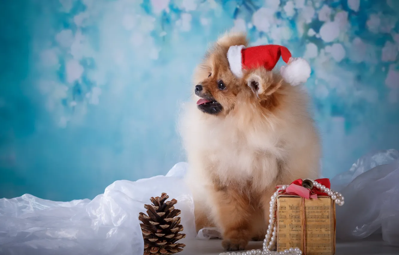 Фото обои подарок, собака, щенок, ткань, шишка, шапочка