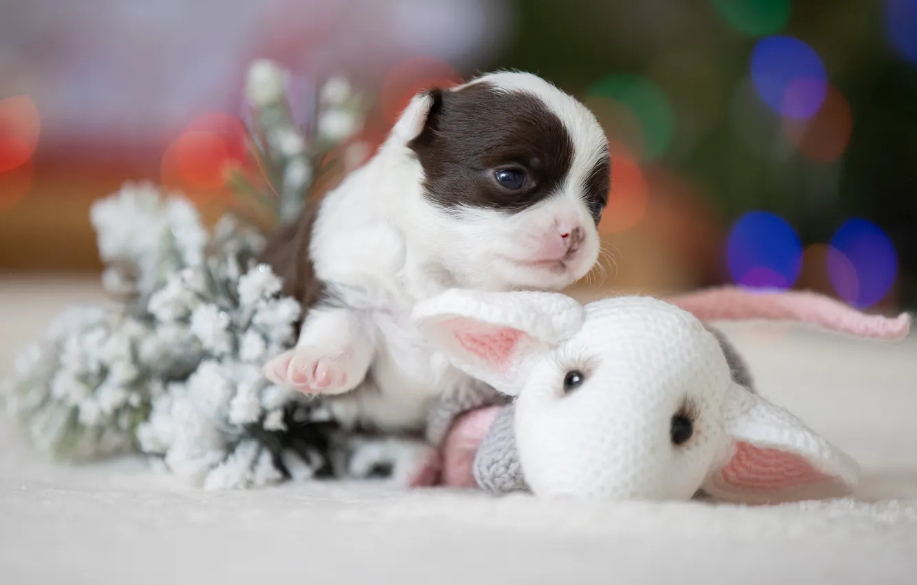 Фото обои игрушка, малыш, щенок, пёсик, Светлана Писарева