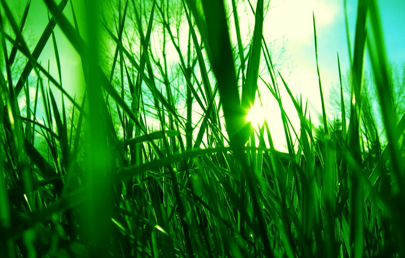 Фото обои небо, солнце, лучи, свет, Трава, зеленое