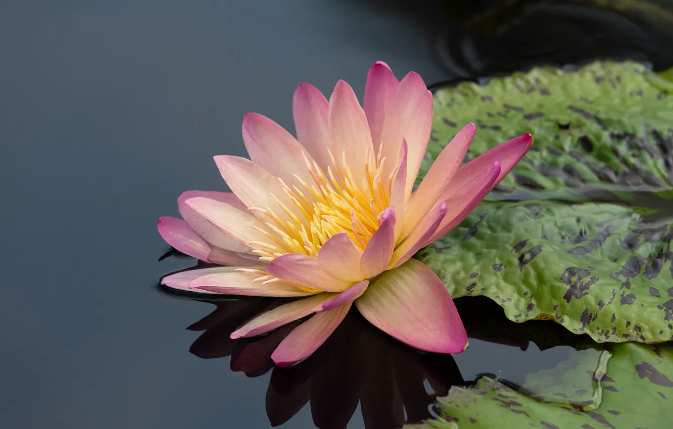 Фото обои цветок, листья, макро, озеро, пруд, отражение, фон, розовая