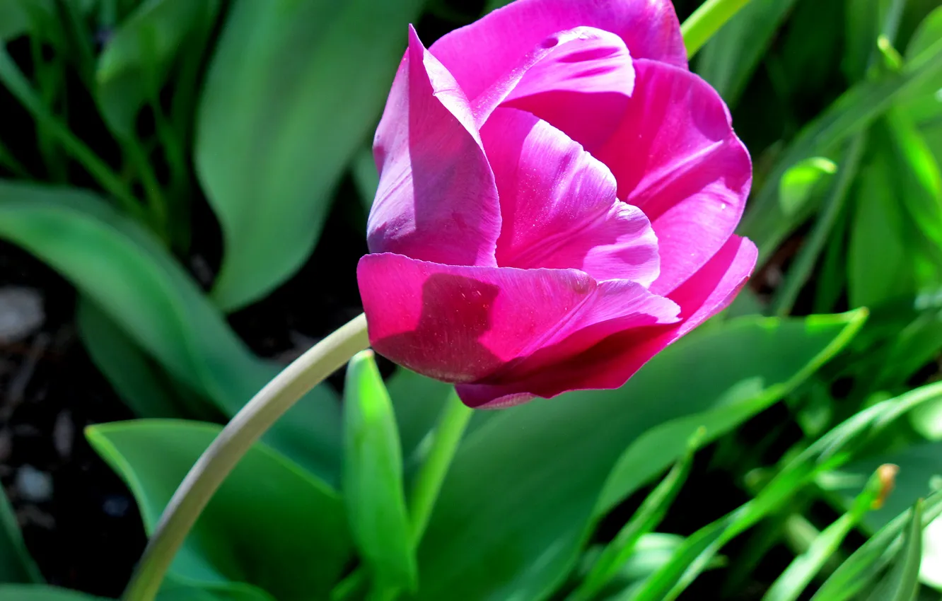 Фото обои тюльпан, весна, spring, Tulip, dark pink, тёмно-розовый