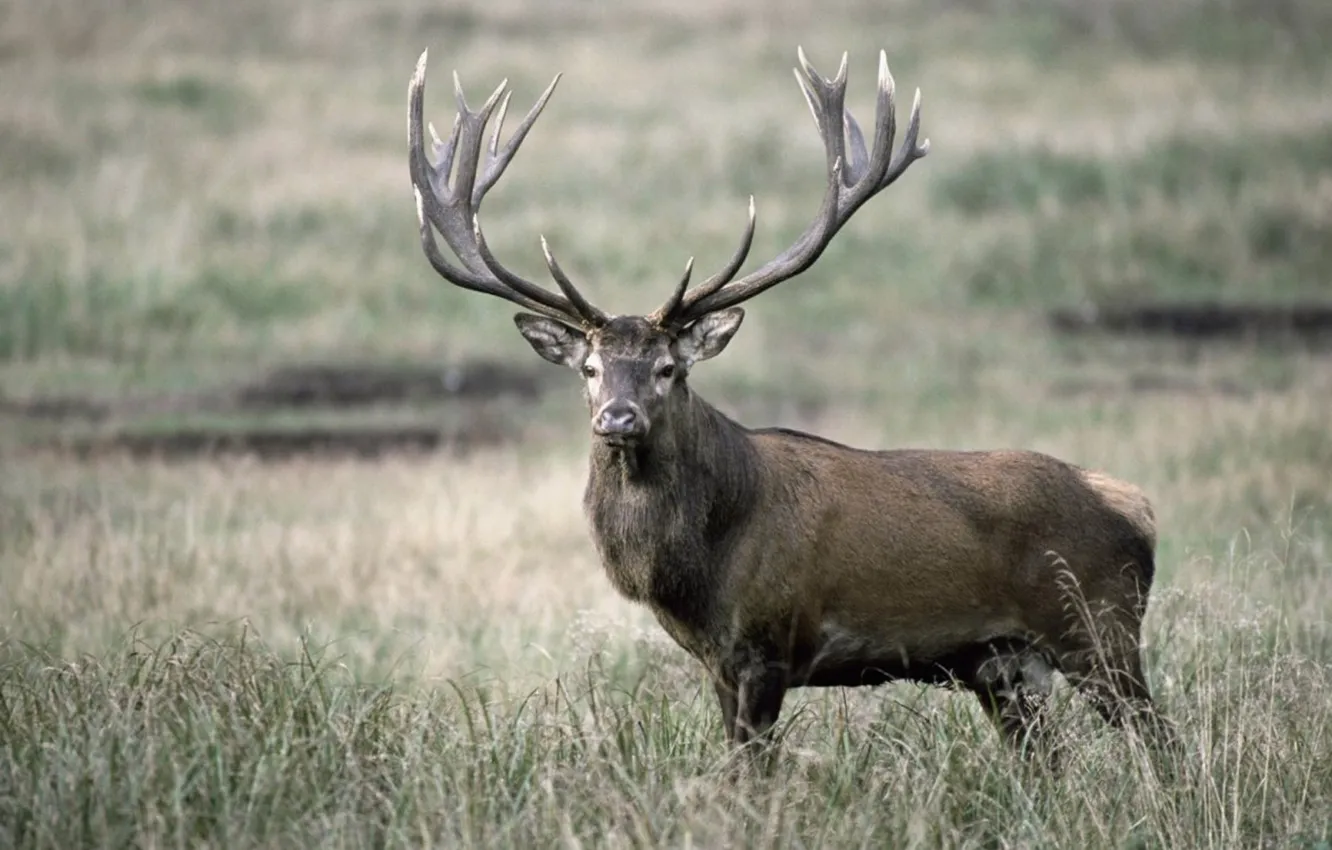 Фото обои green, animal, deer, wildlife