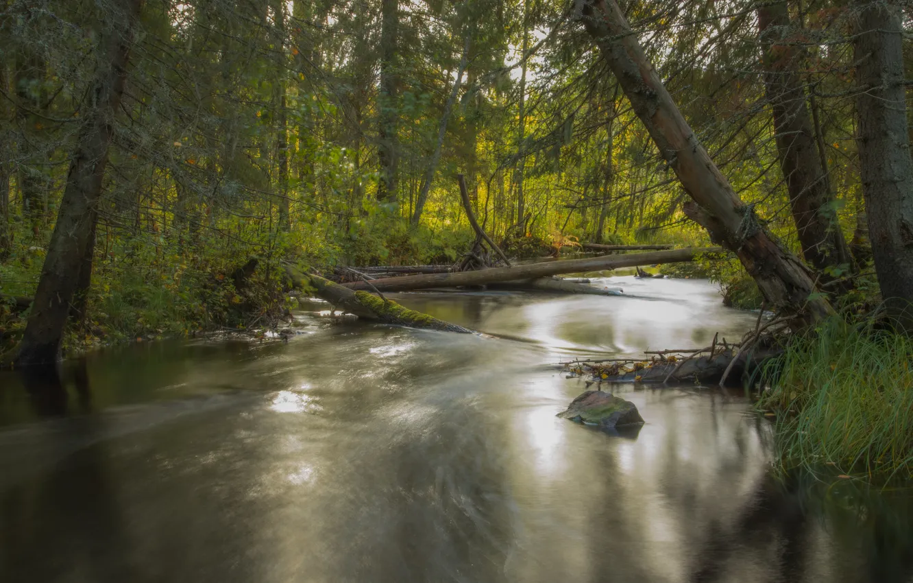 Фото обои лес, деревья, природа, речка, forest, river, trees, nature
