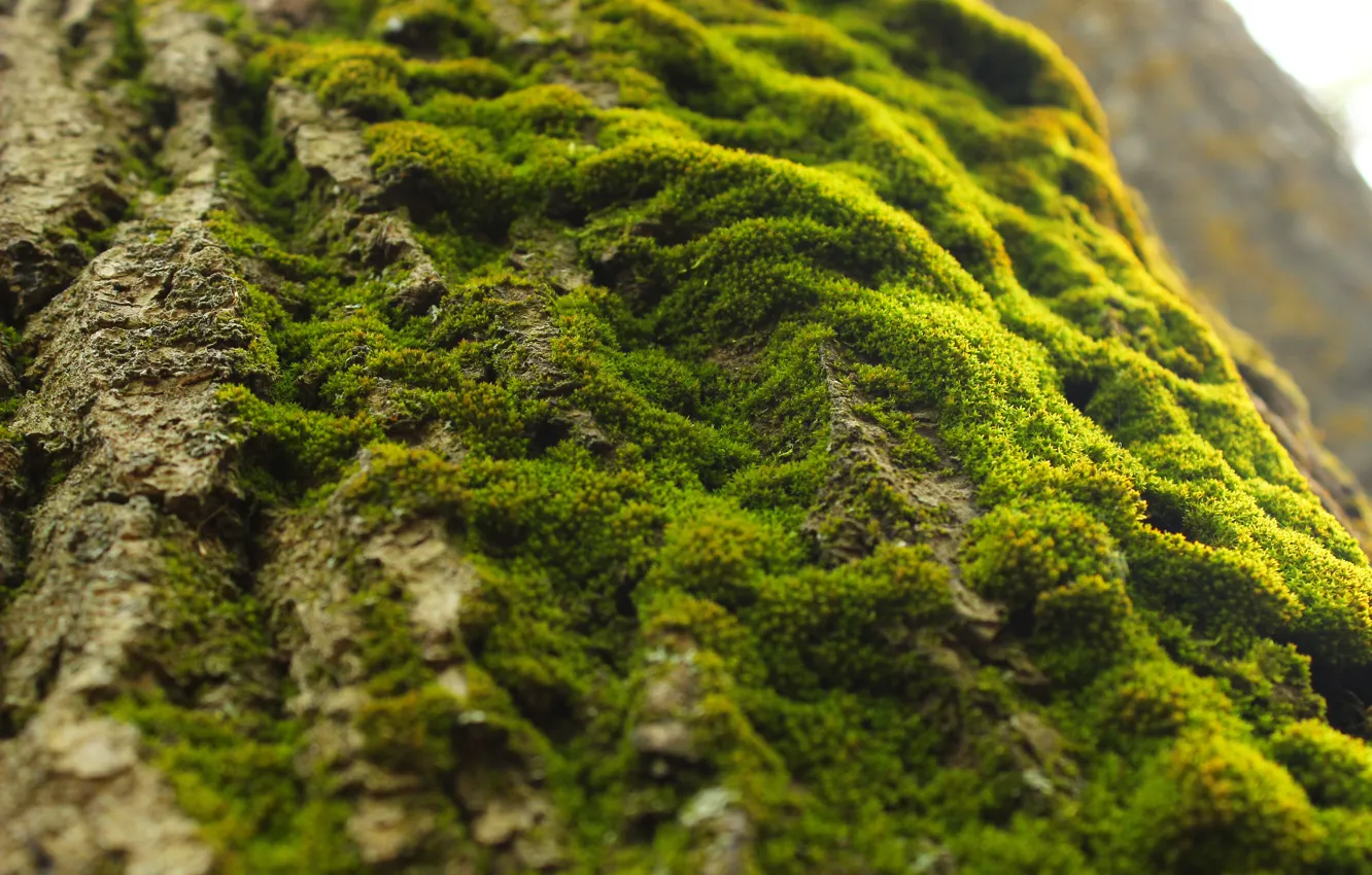 Фото обои зеленый, мох, Дерево, как склон.