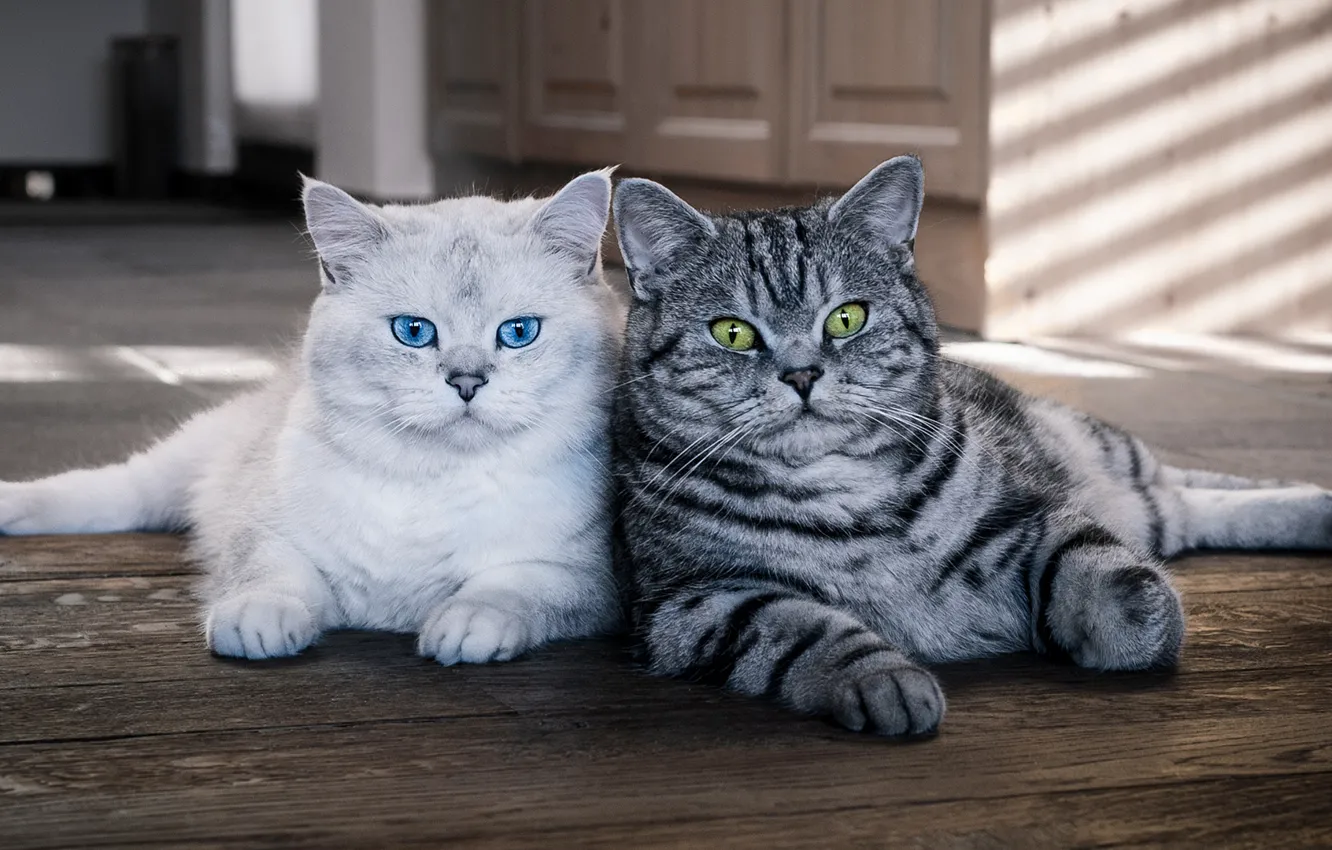 Фото обои кошка, глаза, кот, взгляд, свет, кошки, дом, коты