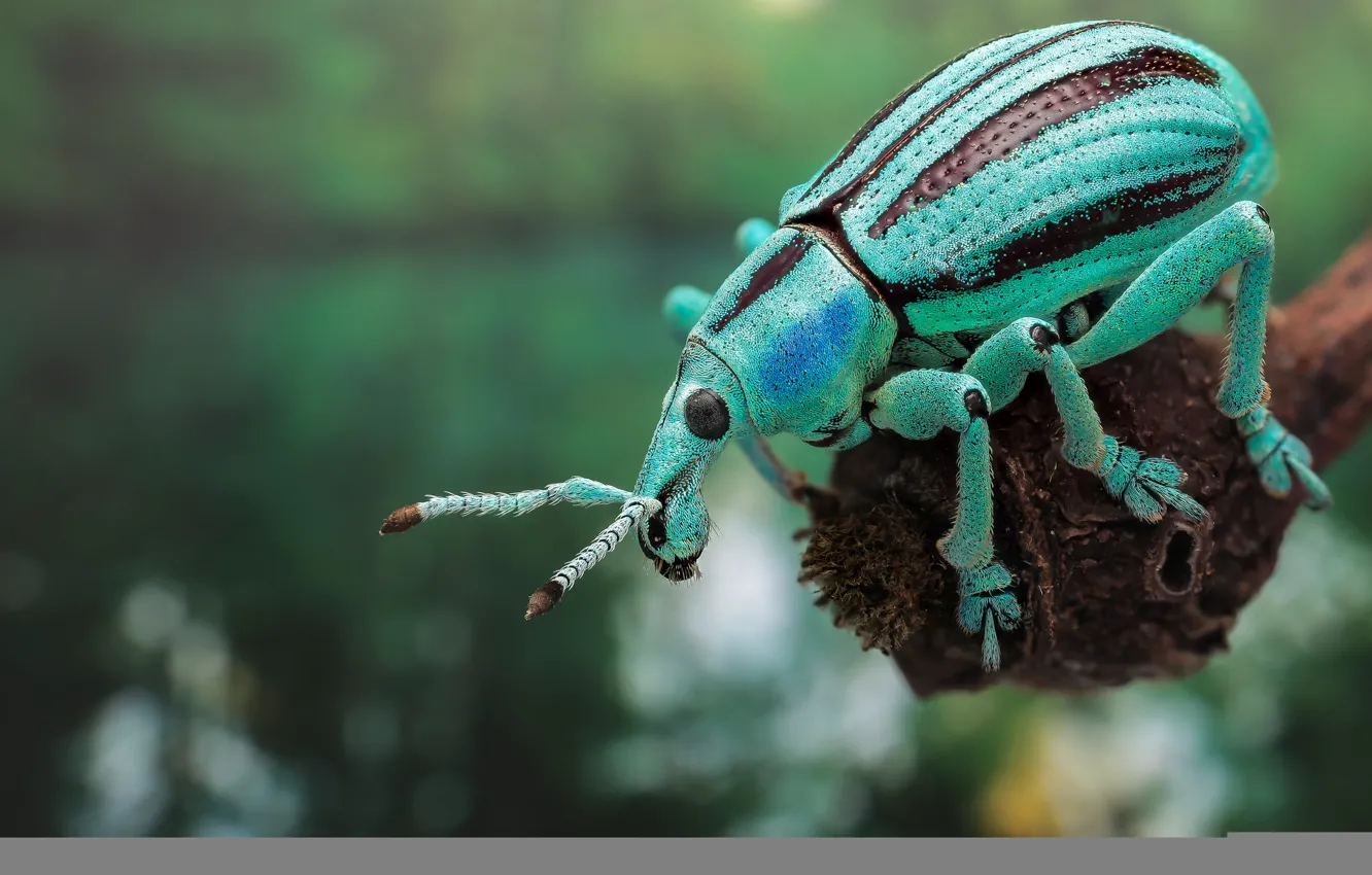 Фото обои природа, краски, жук, насекомое