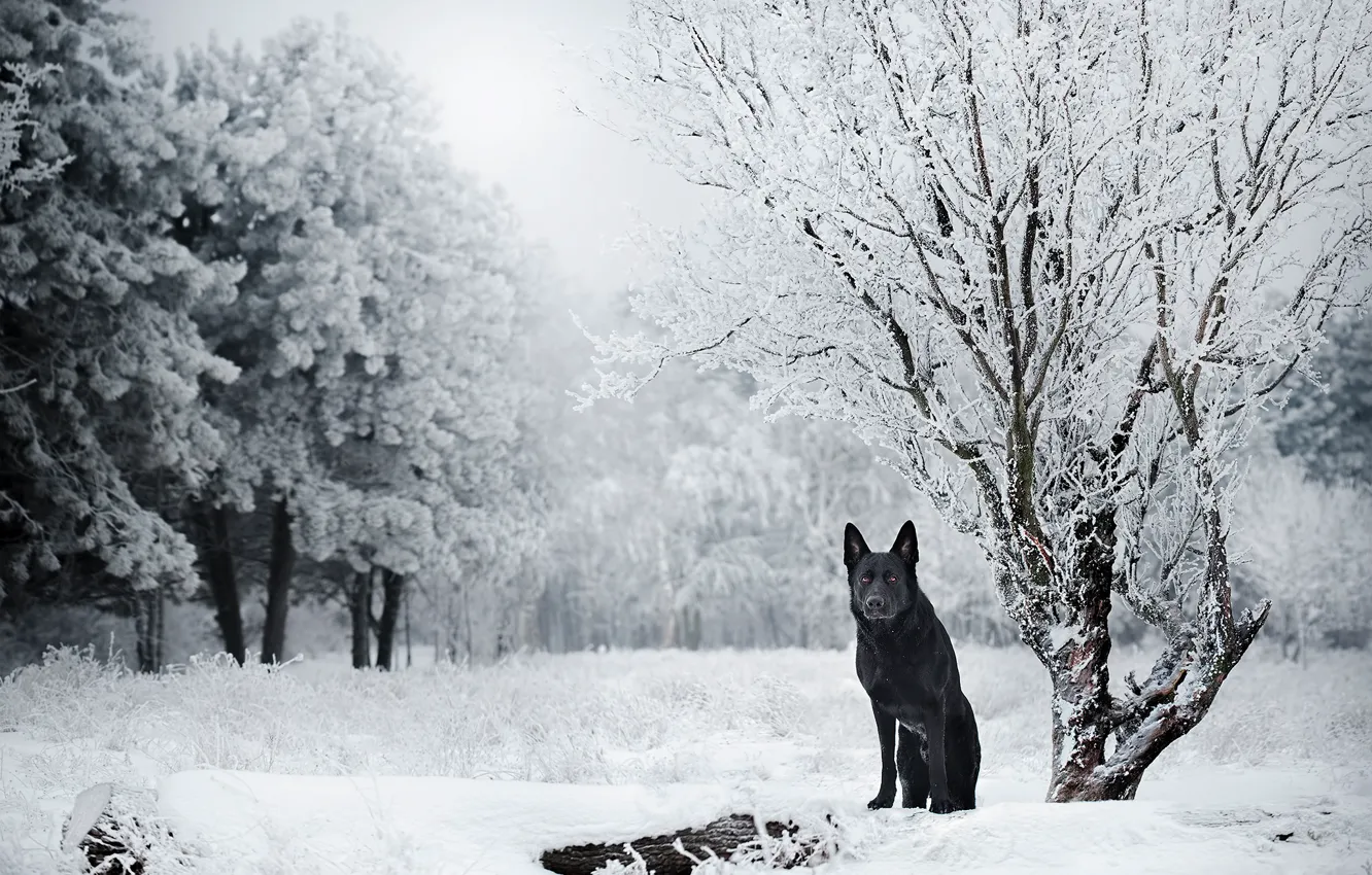 Фото обои зима, снег, деревья, природа, собака, Немецкая овчарка